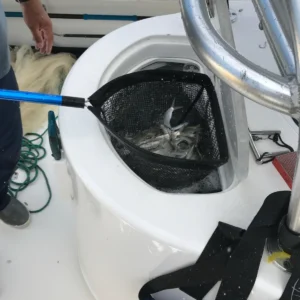 Cuda 29" Baitwell Net - Image 9