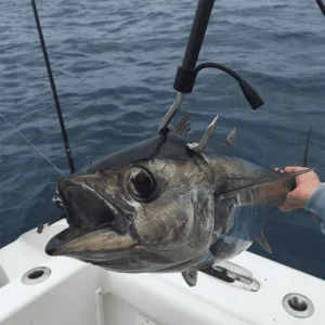 Cuda Carbon Fiber Gaff - 8ft w/4" Hook - Image 5