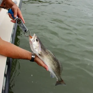 Alternative view of Cuda Grip & Scale - Fish Scale